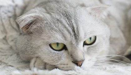 开云·体育官网-爱尔兰政府加大对女子橄榄球投资力度，橄榄球爱尔兰和北爱尔兰