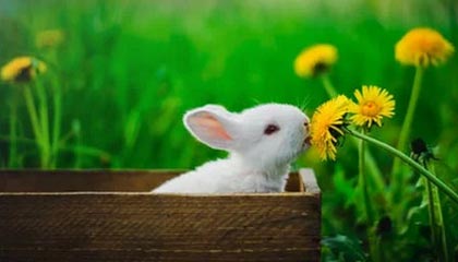 开云真人-VALORANT 战队新人表现超预期，valorant比赛规则