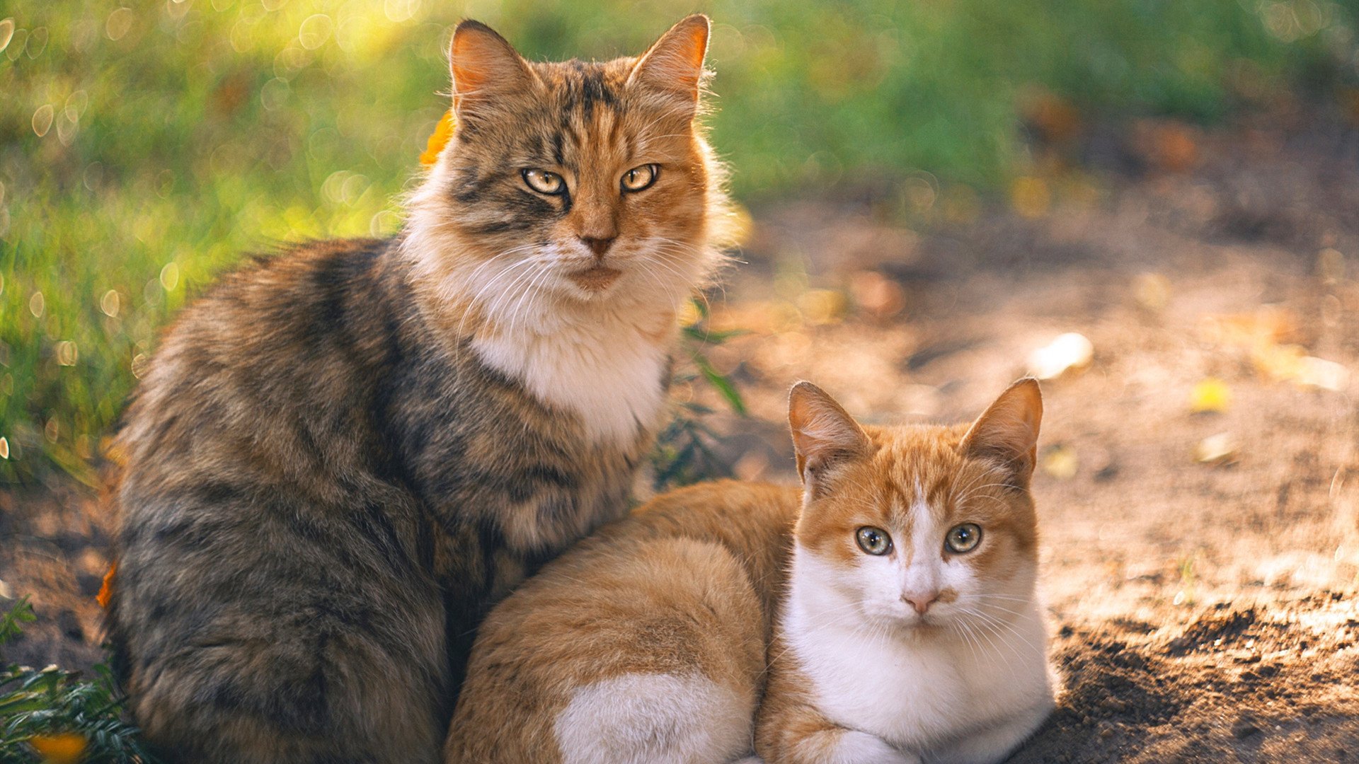 开云网址-MVP评选：王强凭借关键三分荣获最佳球员！，cba王强