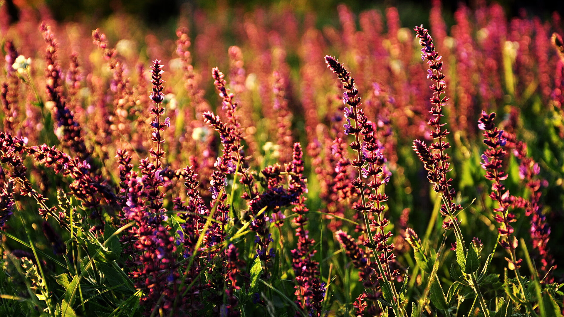 开云集团中国官网-_体育评论员深度解读：比赛背后的故事_，竞赛背后的故事