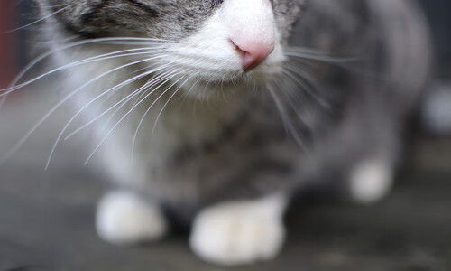 开云全站下载-史上最大“黑马王朝”：逆袭夺冠的奇迹历程，黑马王子百科